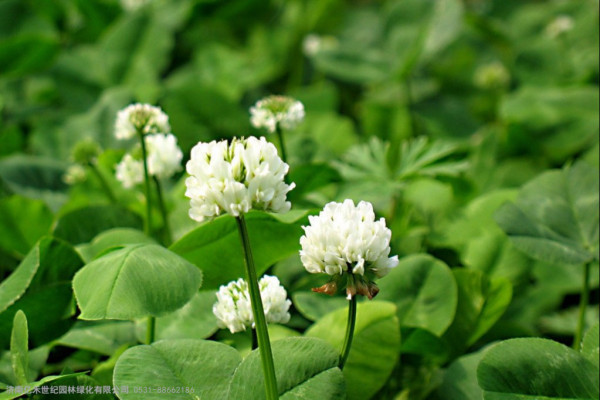 白三叶草坪种植与养护